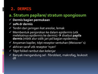 2. DERMIS
a. Stratum papilare/ stratum spongiosum
 Dermis bagian permukaan
 20% dr dermis
 Terdiri dari jaringan ikat areolar, lemak
 Membentuk penjorokan ke dalam epidermis (utk
melekatnya epidermis ke dermis)  disebut papila
dermis (mbtk alur sidik jari pd bagian epidermis)
 Anyaman kapiler, tdpt reseptor sentuhan (Meissner’ s)
 akhiran saraf utk reseptor ‘nyeri’
 Tdpt folikel rambut dan kelenjar
 Banyak mengandung sel : fibroblast, makrofag, leukosit
dll
 