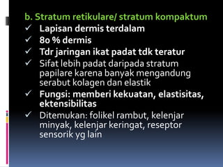 b. Stratum retikulare/ stratum kompaktum
 Lapisan dermis terdalam
 80 % dermis
 Tdr jaringan ikat padat tdk teratur
 Sifat lebih padat daripada stratum
papilare karena banyak mengandung
serabut kolagen dan elastik
 Fungsi: memberi kekuatan, elastisitas,
ektensibilitas
 Ditemukan: folikel rambut, kelenjar
minyak, kelenjar keringat, reseptor
sensorik yg lain
 
