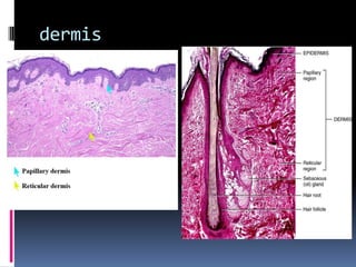 dermis
 