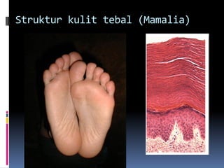 Struktur kulit tebal (Mamalia)
 