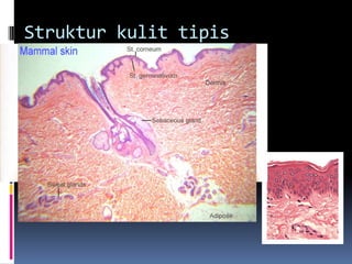 Struktur kulit tipis
 