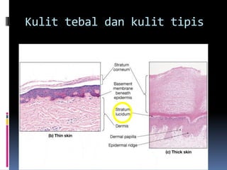 Kulit tebal dan kulit tipis
 