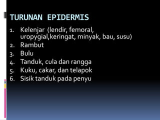 TURUNAN EPIDERMIS
1. Kelenjar (lendir, femoral,
uropygial,keringat, minyak, bau, susu)
2. Rambut
3. Bulu
4. Tanduk, cula dan rangga
5. Kuku, cakar, dan telapok
6. Sisik tanduk pada penyu
 