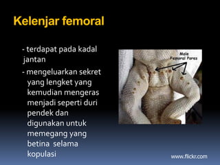 Kelenjar femoral
- terdapat pada kadal
jantan
- mengeluarkan sekret
yang lengket yang
kemudian mengeras
menjadi seperti duri
pendek dan
digunakan untuk
memegang yang
betina selama
kopulasi www.flickr.com
 