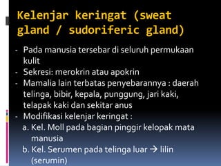 Kelenjar keringat (sweat
gland / sudoriferic gland)
- Pada manusia tersebar di seluruh permukaan
kulit
- Sekresi: merokrin atau apokrin
- Mamalia lain terbatas penyebarannya : daerah
telinga, bibir, kepala, punggung, jari kaki,
telapak kaki dan sekitar anus
- Modifikasi kelenjar keringat :
a. Kel. Moll pada bagian pinggir kelopak mata
manusia
b. Kel. Serumen pada telinga luar  lilin
(serumin)
 