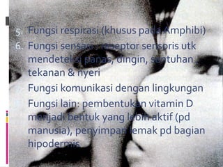 5. Fungsi respirasi (khusus pada Amphibi)
6. Fungsi sensasi : reseptor sensoris utk
mendeteksi panas, dingin, sentuhan ,
tekanan & nyeri
7. Fungsi komunikasi dengan lingkungan
8. Fungsi lain: pembentukan vitamin D
menjadi bentuk yang lebih aktif (pd
manusia), penyimpan lemak pd bagian
hipodermis
 