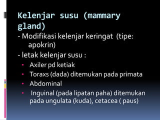 Kelenjar susu (mammary
gland)
- Modifikasi kelenjar keringat (tipe:
apokrin)
- letak kelenjar susu :
• Axiler pd ketiak
• Toraxs (dada) ditemukan pada primata
• Abdominal
• Inguinal (pada lipatan paha) ditemukan
pada ungulata (kuda), cetacea ( paus)
 