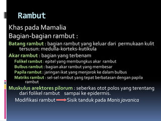 Rambut
Khas pada Mamalia
Bagian-bagian rambut :
Batang rambut : bagian rambut yang keluar dari permukaan kulit
tersusun: medulla-korteks-kutikula
Akar rambut : bagian yang terbenam
Folikel rambut : epitel yang membungkus akar rambut
Bulbus rambut : bagian akar rambut yang membesar
Papila rambut : jaringan ikat yang menjorok ke dalam bulbus
Matriks rambut : sel-sel rambut yang tepat berbatasan dengan papila
rambut
Muskulus arektores pilorum : seberkas otot polos yang terentang
dari folikel rambut sampai ke epidermis.
Modifikasi rambut Sisik tanduk pada Manis javanica
 