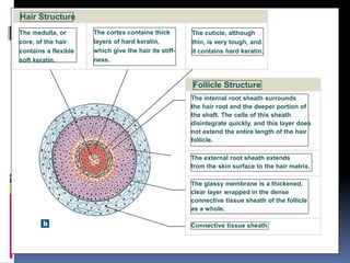 Connective tissue sheath
Hair Structure
Follicle Structure
The medulla, or
core, of the hair
contains a flexible
soft keratin.
The cortex contains thick
layers of hard keratin,
which give the hair its stiff-
ness.
The cuticle, although
thin, is very tough, and
it contains hard keratin.
The internal root sheath surrounds
the hair root and the deeper portion of
the shaft. The cells of this sheath
disintegrate quickly, and this layer does
not extend the entire length of the hair
follicle.
The external root sheath extends
from the skin surface to the hair matrix.
The glassy membrane is a thickened,
clear layer wrapped in the dense
connective tissue sheath of the follicle
as a whole.
 