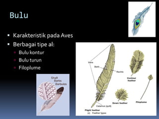 Bulu
 Karakteristik pada Aves
 Berbagai tipe al:
 Bulu kontur
 Bulu turun
 Filoplume
 