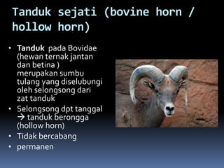 Tanduk sejati (bovine horn /
hollow horn)
• Tanduk pada Bovidae
(hewan ternak jantan
dan betina )
merupakan sumbu
tulang yang diselubungi
oleh selongsong dari
zat tanduk
• Selongsong dpt tanggal
 tanduk berongga
(hollow horn)
• Tidak bercabang
• permanen
 
