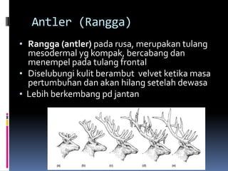 Antler (Rangga)
• Rangga (antler) pada rusa, merupakan tulang
mesodermal yg kompak, bercabang dan
menempel pada tulang frontal
• Diselubungi kulit berambut velvet ketika masa
pertumbuhan dan akan hilang setelah dewasa
• Lebih berkembang pd jantan
 