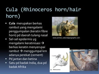 Cula (Rhinoceros horn/hair
horn)
 Cula merupakan berkas
rambut yang mengalami
penggumpalan (keratin fibre
horn) pd daerah tulang nasal
 Sel-sel epidermis yg
mengalami keratinisasi 
berkas keratin menyerupai
rambut  menggumpal krn
adanya perekat (cement)
 Pd jantan dan betina
 Satu pd badak India, dua pd
badak Afrika
www.animal_nationalgeographic.com
 