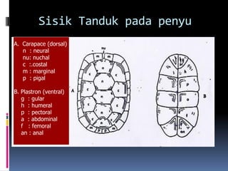 Sisik Tanduk pada penyu
A. Carapace (dorsal)
n : neural
nu: nuchal
c :.costal
m : marginal
p : pigal
B. Plastron (ventral)
g : gular
h : humeral
p : pectoral
a : abdominal
f : femoral
an : anal
 