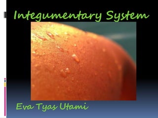 Integumentary System
Eva Tyas Utami
 