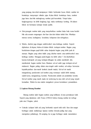 yang panjang dan tebal mempunyai folicle berbentuk besar, folicle rambut ini
bentuknya menyerupai silinder pipa. Kalau folicle bentuknya lurus, rambut
juga lurus dan bila melengkung rambut jadi berombak. Tetapi kalau
lengkungannya itu lebih lengkung lagi, maka rambutnya keriting. Di dalam
folicle ini bermuara kelenjar lemak (palit).
 Otot penegak rambut ialah yang menyebabkan rambut halus bulu roma berdiri
bila ada sesuatu rangsangan dari luar dan dari dalam tubuh kita. Misalnya
merasa seram, kedinginan, kesakitan, kelaparan dan sebagainya.
 Matrix, disebut juga dengan umbi/tombol atau lembaga rambut. Seperti
dijelaskan di depan, bahwa di dalam folicle terdapat rambut. Bagian yang
berdekatan dengan papil lebih subur daripada bagian yang lebih jauh di
atasnya. Bagian yang subur itulah yang disebut matrix atau umbi/tombol atau
lembaga rambut. Mengapa pada bagian itu lebih subur ?. Ini disebabkan
karena kelompok sel yang terdapat dibagian itu selalu membelah diri,
membentuk bagian rambut baru. Diantara sel-sel umbi juga terdapat sel-sel
melanosit. Bagian paling dalam atau tengah umbi rambut, sel-selnya berwarna
keputih-putihan dan masih lembek (masih muda). Sel-sel ini masih
mengandung parakeratin (sel rambut yang warnanya sudah lebih mantap,
sudah keras, mengandung keratin). Parakeratin adalah zat pendahulu keratin.
Sel-sel rambut yang masih muda ini terdorong ke atas oleh sel-sel yang terjadi
kemudian. Makin ke atas makin mengalami proses keratinisasi penandukan.
2. Lapisan Batang Rambut
Batang rambut ialah bagian rambut yang kelihatan di atas permukaan kulit.
Seperti yang dijelaskan oleh Yenes (1984:2) bahwa batang rambut ini terbagi
pula atas 3 bagian, yakni:
 Cuticula (selaput kulit ari) yang berbentuk seperti sisik-sisik ikan dan sangat
berfungsi untuk melindungi lapisan rambut (berada paling luar yang
merupakan pelindung). Di samping itu ia juga berfungsi untuk menentukan
 