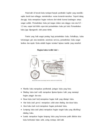 Pada kulit di bawah kuku terdapat banyak pembuluh kapiler yang memiliki
suplai darah kuat sehingga menimbulkan warna kemerah-merahan. Seperti tulang
dan gigi, kuku merupakan bagian terkeras dari tubuh karena kandungan airnya
sangat sedikit. Pertumbuhan kuku jari tangan dalam satu minggu rata-rata 0,5 –
1,5 mm, empat kali lebih cepat dari pertumbuhan kuku jari kaki. Pertumbuhan
kuku juga dipengaruhi oleh panas tubuh.
Nutrisi yang baik sangat penting bagi pertumbuhan kuku. Sebaliknya, kalau
kekurangan gizi atau menderita anoreksia nervosa, pertumbuhan kuku sangat
lamban dan rapuh. Kuku adalah bagian terminal lapisan tanduk yang menebal.
Bagian kuku terdiri dari :
 Matriks kuku merupakan pembentuk jaringan kuku yang baru.
 Dinding kuku (nail wall) merupakan lipatan-lipatan kulit yang menutupi
bagian pinggir dan atas.
 Dasar kuku (nail bed) merupakan bagian kulit yang ditutupi kuku.
 Alur kuku (nail grove) merupakan celah antar dinding dan dasar kuku.
 Akar kuku (nail root) merupakan bagian proksimal kuku.
 Lempeng kuku (nail plate) merupakan bagian tengah kuku yang dikelilingi
dinding kuku.
 Lunula merupakan bagian lempeng kuku yang berwarna putih didekat akar
kuku berbentuk bulan sabit, sering tertutup oleh kulit.
 