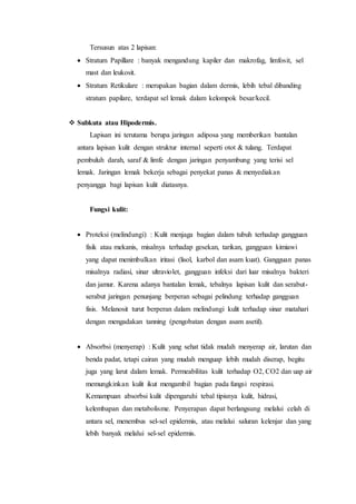 Tersusun atas 2 lapisan:
 Stratum Papillare : banyak mengandung kapiler dan makrofag, limfosit, sel
mast dan leukosit.
 Stratum Retikulare : merupakan bagian dalam dermis, lebih tebal dibanding
stratum papilare, terdapat sel lemak dalam kelompok besar/kecil.
 Subkuta atau Hipodermis.
Lapisan ini terutama berupa jaringan adiposa yang memberikan bantalan
antara lapisan kulit dengan struktur internal seperti otot & tulang. Terdapat
pembuluh darah, saraf & limfe dengan jaringan penyambung yang terisi sel
lemak. Jaringan lemak bekerja sebagai penyekat panas & menyediakan
penyangga bagi lapisan kulit diatasnya.
Fungsi kulit:
 Proteksi (melindungi) : Kulit menjaga bagian dalam tubuh terhadap gangguan
fisik atau mekanis, misalnya terhadap gesekan, tarikan, gangguan kimiawi
yang dapat menimbulkan iritasi (lisol, karbol dan asam kuat). Gangguan panas
misalnya radiasi, sinar ultraviolet, gangguan infeksi dari luar misalnya bakteri
dan jamur. Karena adanya bantalan lemak, tebalnya lapisan kulit dan serabut-
serabut jaringan penunjang berperan sebagai pelindung terhadap gangguan
fisis. Melanosit turut berperan dalam melindungi kulit terhadap sinar matahari
dengan mengadakan tanning (pengobatan dengan asam asetil).
 Absorbsi (menyerap) : Kulit yang sehat tidak mudah menyerap air, larutan dan
benda padat, tetapi cairan yang mudah menguap lebih mudah diserap, begitu
juga yang larut dalam lemak. Permeabilitas kulit terhadap O2, CO2 dan uap air
memungkinkan kulit ikut mengambil bagian pada fungsi respirasi.
Kemampuan absorbsi kulit dipengaruhi tebal tipisnya kulit, hidrasi,
kelembapan dan metabolisme. Penyerapan dapat berlangsung melalui celah di
antara sel, menembus sel-sel epidermis, atau melalui saluran kelenjar dan yang
lebih banyak melalui sel-sel epidermis.
 