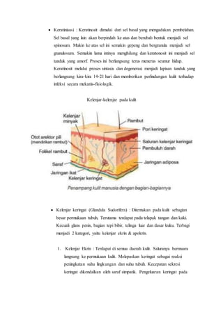  Keratinisasi : Keratinosit dimulai dari sel basal yang mengadakan pembelahan.
Sel basal yang lain akan berpindah ke atas dan berubah bentuk menjadi sel
spinosum. Makin ke atas sel ini semakin gepeng dan bergranula menjadi sel
granulosum. Semakin lama intinya menghilang dan keratonosit ini menjadi sel
tanduk yang amorf. Proses ini berlangsung terus menerus seumur hidup.
Keratinosit melalui proses sintasis dan degenerasi menjadi lapisan tanduk yang
berlangsung kira-kira 14-21 hari dan memberikan perlindungan kulit terhadap
infeksi secara mekanis-fisiologik.
Kelenjar-kelenjar pada kulit
 Kelenjar keringat (Glandula Sudorifera) : Ditemukan pada kulit sebagian
besar permukaan tubuh, Terutama terdapat pada telapak tangan dan kaki.
Kecuali glans penis, bagian tepi bibir, telinga luar dan dasar kuku. Terbagi
menjadi 2 kategori, yaitu kelenjar ekrin & apokrin.
1. Kelenjar Ekrin : Terdapat di semua daerah kulit. Saluranya bermuara
langsung ke permukaan kulit. Melepaskan keringat sebagai reaksi
peningkatan suhu lingkungan dan suhu tubuh. Kecepatan sekresi
keringat dikendalkan oleh saraf simpatik. Pengeluaran keringat pada
 