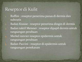 Reseptor Pacini Ruffini Sistem integumen (1) | PPT