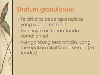 Stratum granulosum
Terdiri atas beberapa lapis sel
yang sudah memipih
 Menunjukkan tanda-tanda
kematian sel
 Mengandung keratohialin, yang
merupakan cikal bakal keratin (zat
tanduk)


 