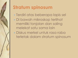 Stratum spinosum
Terdiri atas beberapa lapis sel
 Di bawah mikroskop terlihat
memiliki tonjolan dan saling
melekat satu sama lain
 Diskus merkel untuk rasa raba
terletak dalam stratum spinosum


 