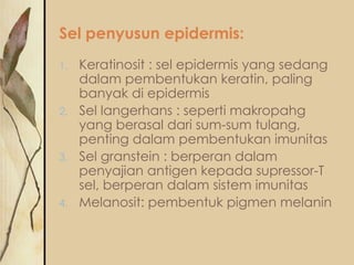 Sel penyusun epidermis:
Keratinosit : sel epidermis yang sedang
dalam pembentukan keratin, paling
banyak di epidermis
2. Sel langerhans : seperti makropahg
yang berasal dari sum-sum tulang,
penting dalam pembentukan imunitas
3. Sel granstein : berperan dalam
penyajian antigen kepada supressor-T
sel, berperan dalam sistem imunitas
4. Melanosit: pembentuk pigmen melanin
1.

 
