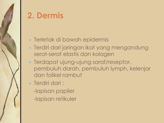 2. Dermis






Terletak di bawah epidermis
Terdiri dari jaringan ikat yang mengandung
serat-serat elastis dan kolagen
Terdapat ujung-ujung saraf/reseptor,
pembuluh darah, pembuluh lymph, kelenjar
dan folikel rambut
Terdiri dari :
-lapisan papiler
-lapisan retikuler

 
