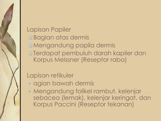 Lapisan Papiler
 Bagian atas dermis
 Mengandung papila dermis
 Terdapat pembuluh darah kapiler dan
Korpus Meissner (Reseptor raba)
Lapisan retikuler
 agian bawah dermis
 Mengandung folikel rambut, kelenjar
sebacea (lemak), kelenjar keringat, dan
Korpus Paccini (Reseptor tekanan)

 