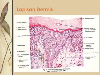 Lapisan Dermis

 