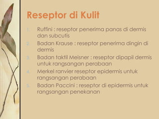Reseptor di Kulit
1.

2.
3.
4.
5.

Ruffini : reseptor penerima panas di dermis
dan subcutis
Badan Krause : reseptor penerima dingin di
dermis
Badan taktil Meisner : reseptor dipapil dermis
untuk rangsangan perabaan
Merkel ranvier reseptor epidermis untuk
rangsangan perabaan
Badan Paccini : reseptor di epidermis untuk
rangsangan penekanan

 