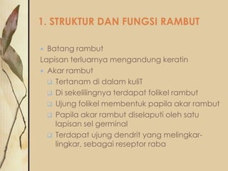 1. STRUKTUR DAN FUNGSI RAMBUT
Batang rambut
Lapisan terluarnya mengandung keratin
 Akar rambut
 Tertanam di dalam kuliT
 Di sekelilingnya terdapat folikel rambut
 Ujung folikel membentuk papila akar rambut
 Papila akar rambut diselaputi oleh satu
lapisan sel germinal
 Terdapat ujung dendrit yang melingkarlingkar, sebagai reseptor raba


 