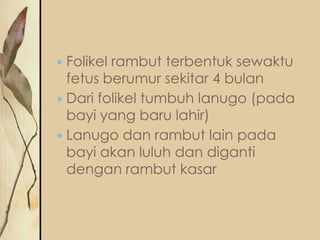 Folikel rambut terbentuk sewaktu
fetus berumur sekitar 4 bulan
 Dari folikel tumbuh lanugo (pada
bayi yang baru lahir)
 Lanugo dan rambut lain pada
bayi akan luluh dan diganti
dengan rambut kasar


 