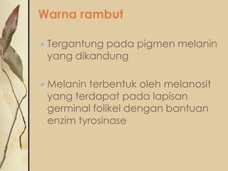 Warna rambut


Tergantung pada pigmen melanin
yang dikandung



Melanin terbentuk oleh melanosit
yang terdapat pada lapisan
germinal folikel dengan bantuan
enzim tyrosinase

 