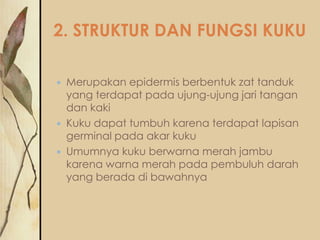 2. STRUKTUR DAN FUNGSI KUKU





Merupakan epidermis berbentuk zat tanduk
yang terdapat pada ujung-ujung jari tangan
dan kaki
Kuku dapat tumbuh karena terdapat lapisan
germinal pada akar kuku
Umumnya kuku berwarna merah jambu
karena warna merah pada pembuluh darah
yang berada di bawahnya

 