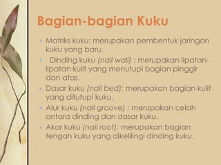 Bagian-bagian Kuku
Matriks kuku: merupakan pembentuk jaringan
kuku yang baru.
 Dinding kuku (nail wall) : merupakan lipatanlipatan kulit yang menutupi bagian pinggir
dan atas.
 Dasar kuku (nail bed): merupakan bagian kulit
yang ditutupi kuku.
 Alur kuku (nail groove) : merupakan celah
antara dinding dan dasar kuku.
 Akar kuku (nail root): merupakan bagian
tengah kuku yang dikelilingi dinding kuku.


 