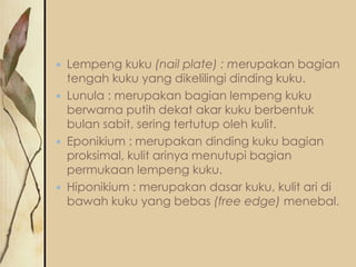 






Lempeng kuku (nail plate) : merupakan bagian
tengah kuku yang dikelilingi dinding kuku.
Lunula : merupakan bagian lempeng kuku
berwarna putih dekat akar kuku berbentuk
bulan sabit, sering tertutup oleh kulit.
Eponikium : merupakan dinding kuku bagian
proksimal, kulit arinya menutupi bagian
permukaan lempeng kuku.
Hiponikium : merupakan dasar kuku, kulit ari di
bawah kuku yang bebas (free edge) menebal.

 