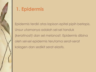 1. Epidermis
Epidermis terdiri atas lapisan epitel pipih berlapis.

Unsur utamanya adalah sel-sel tanduk
(keratinosit) dan sel melanosit. Epidermis dibina
oleh sel-sel epidermis terutama serat-serat

kolagen dan sedikit serat elastis.

 