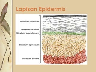 Lapisan Epidermis

 