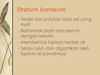 Stratum korneum
Terdiri dari puluhan lapis sel yang
mati
 Berbentuk pipih dan penuh
dengan keratin
 Membentuk lapisan kedap air
 Selalu luluh dan digantikan oleh
lapisan di bawahnya


 
