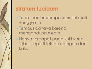 Stratum lucidum
Terdiri dari beberapa lapis sel mati
yang jernih
 Tembus cahaya karena
mengandung eledin
 Hanya terdapat pada kulit yang
tebal, seperti telapak tangan dan
kaki.


 