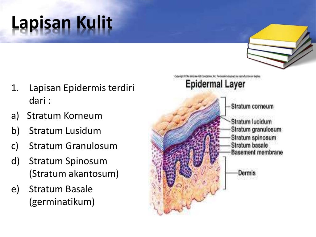 Pengertian Jaringan Epidermis Ciri Fungsi Dan Bentuk vrogue.co