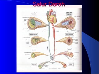 Salur DarahSalur Darah
 