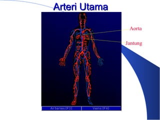 Arteri UtamaArteri Utama
Jantung
Aorta
 