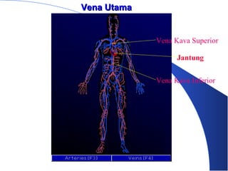 Vena UtamaVena Utama
Vena Kava Superior
Jantung
Vena Kava Inferior
 