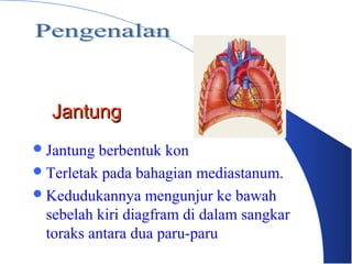 JantungJantung
Jantung berbentuk kon
Terletak pada bahagian mediastanum.
Kedudukannya mengunjur ke bawah
sebelah kiri diagfram di dalam sangkar
toraks antara dua paru-paru
Jantung
 
