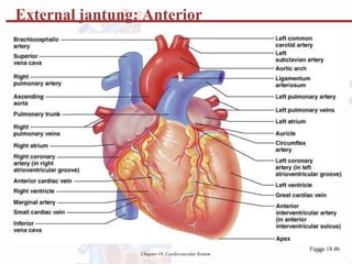 External jantung: Anterior
Fig1
u0
re 18.4b
Chapter 18, Cardiovascular System
 