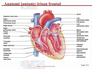Chapter 18, Cardiovascular System
Fig1
u
4
re 18.4e
Anatomi jantung: irisan frontal
 