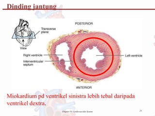 Dinding jantung
Miokardium pd ventrikel sinistra lebih tebal daripada
ventrikel dextra.
21
Chapter 18, Cardiovascular System
 