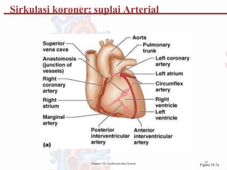 Sirkulasi koroner: suplai Arterial
25
Chapter 18, Cardiovascular System Figure 18.7a
 